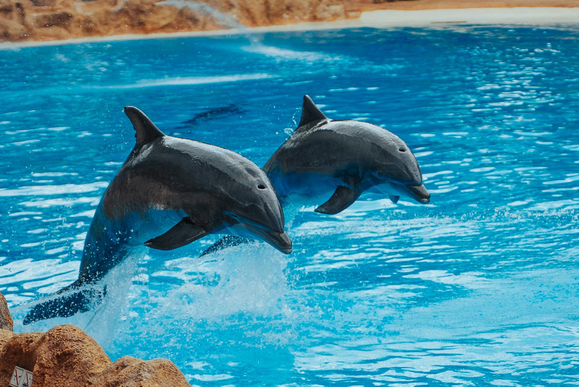 DOLPHIN SPOTTING TOUR